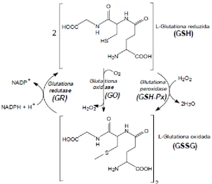Figura  10  -  Ciclo  da  glutationa.  Conversão  de  glutationa  nas  suas  formas  reduzida  (GSH)  e  oxidada  (GSSG)  pela  ação  das  enzimas  glutationa  peroxidase  (GSH-Px),  glutationa oxidase (GO) e glutationa redutase (GR)