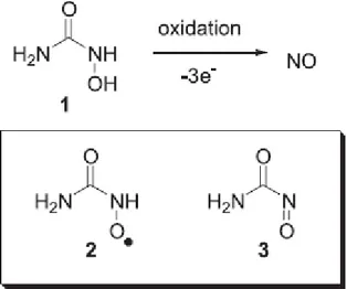 Figura  12  -  Produção  de  óxido  nítrico  (NO)  pela  hidroxiuréia.  Oxidação  química  da  hidroxiuréia  (1)  à  óxido  nítrico  (NO)  e  intermediários:  radical  nitróxido  (2)  e   C-nitrosoformamida (3)