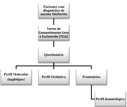 Figura 13- Representação esquemática do delineamento do estudo. 