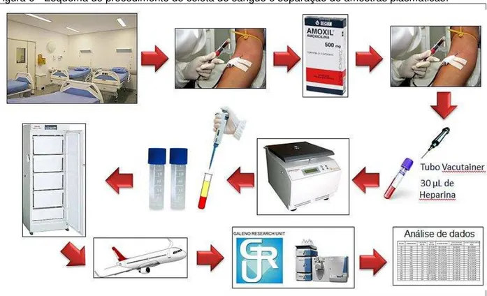 Figura 6 - Esquema do procedimento de coleta de sangue e separação de amostras plasmáticas.