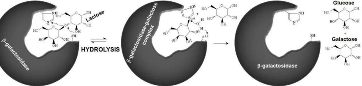 Figura 2 - Mecanismo de hidrólise da lactose por  β -galactosidase  