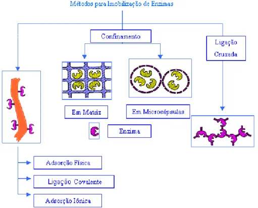 Figura 4 - Métodos para Imobilização de Enzimas 