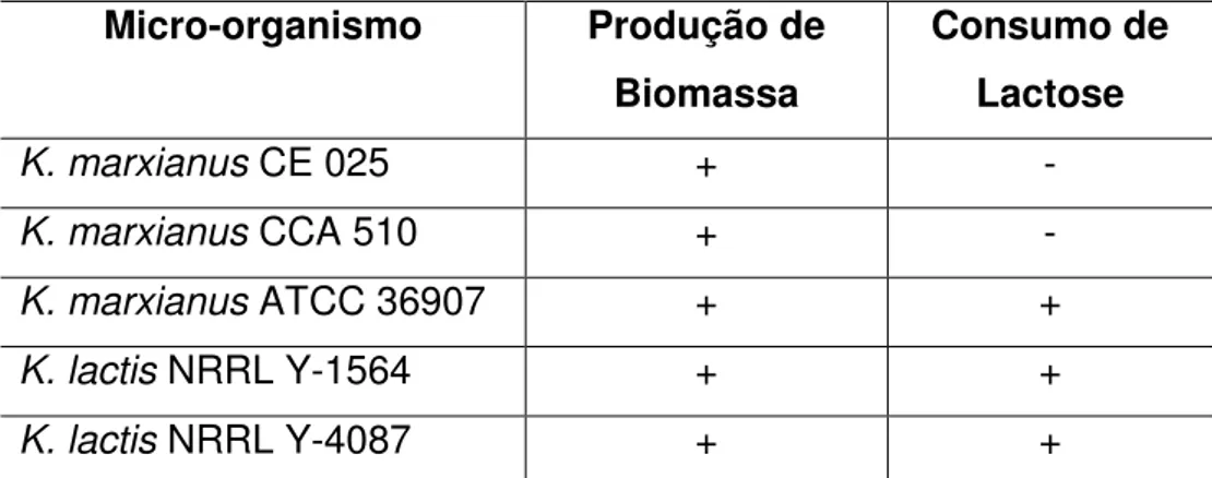 Tabela  4  -  Indicação de  crescimento  celular  e  consumo  de  lactose  para  diferentes  espécies de Kluyveromyces cultivadas a 30°C e 180 rpm
