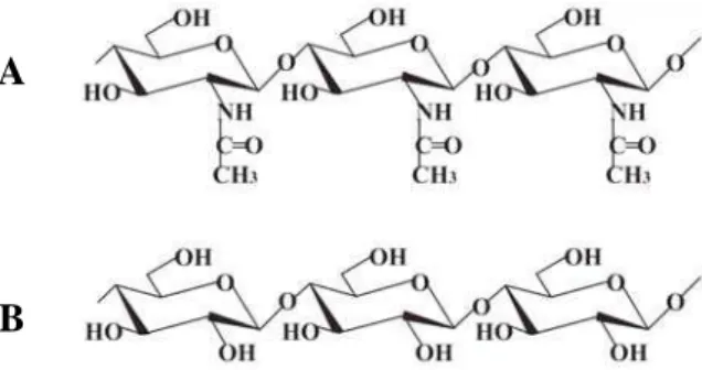 Figura 1:   Estrutura química da quitina (A) e da celulose (B) (KRAJEWSKA, 2004). 