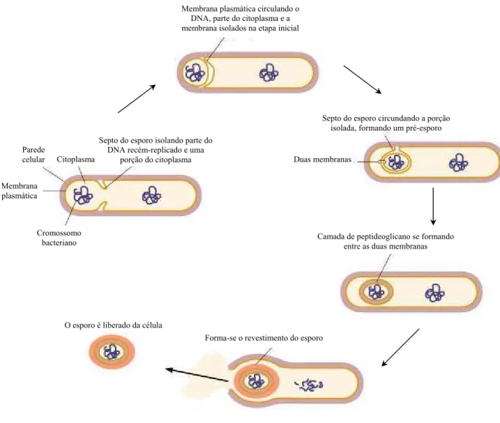 Figura 6:   Processo de esporulação de Bacillus sp. (TORTORA; FUNKE; CASE, 2005).    