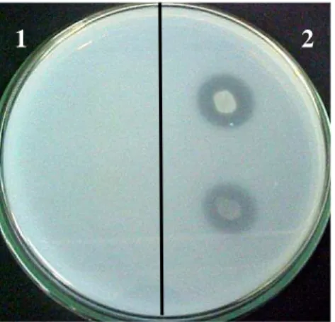 Figura 9:   Detecção de quitosanase em placa de Agar Quitosana. Bacillus sp. LAMI007 (1),  não produtor da enzima e Bacillus sp