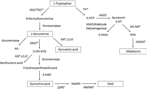 Fig. 1. Overview of the tryptophan catabolite (TRYCAT) pathway including methoxyndole pathway