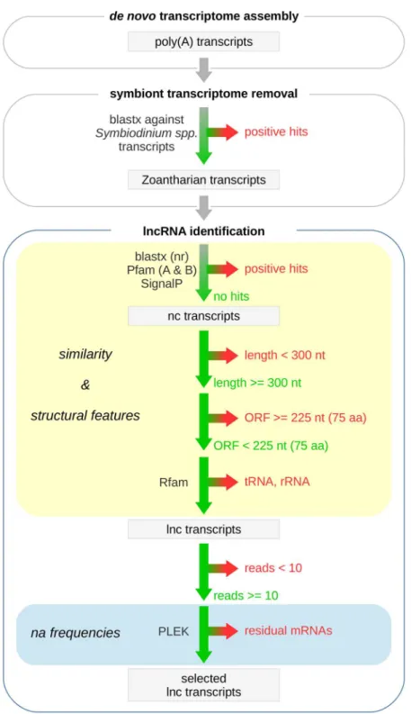 Figure 2.  he iltering pipeline used for the identiication of lncRNAs in the transcriptomes of Protopalythoa  variabilis and Palythoa caribaeorum.