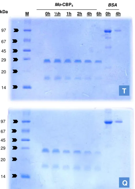 Figura 15. Eletroforese em gel de poliacrilamida (15%; PAGE-SDS) de Mo- Mo-CBP 4   submetida  à  digestão  por  tripsina  ou  quimotripsina