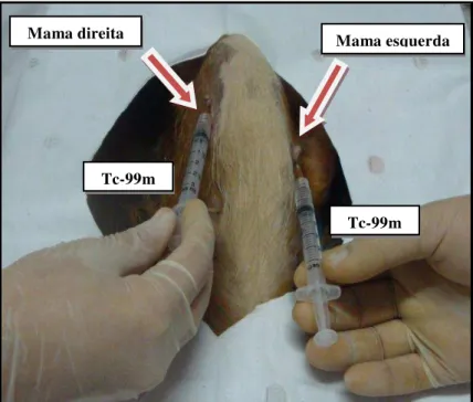 Figura  3-  Injeção  de  0,2  ml  Tc-99m  intradérmica,  no  sítio  subareolar,  nos  pares  das  mamas anteriores da cadela