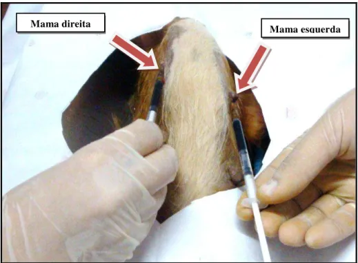 Figura  8-  Injeções  intradérmicas  no  sítio  subareolar,  nos  pares  das mamas  anteriores  da cadela, de corantes azul patente à direita e azul de metileno à esquerda