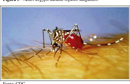 Figura 5).  Os mosquitos infectam-se após alimentarem-se de indivíduos na fase virêmica ou  por transmissão transovariana, no qual estes artrópodes podem transmitir os vírus diretamente  para  a  prole  (JOSHI;  MOURYA;  SHARMA,  2002;  ARUNACHALAM  et  al