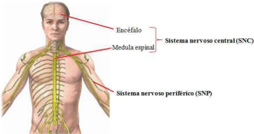 Figura 1  –  Principais porções do sistema nervoso. 