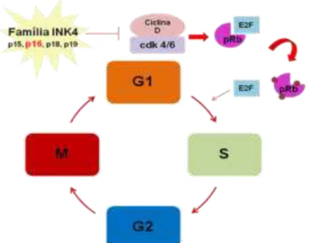 Figura 8  –   Ponto de atuação da proteína p16 no ciclo celular. G1  –  Fase Gap1; S  –  Síntese; G2  –  Fase Gap2; M  –  Mitose; 