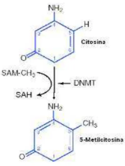 Figura 9- Representação esquemática da conversão da citosina em 5-metilcitosina catalisada pela DNA Metil-Transferase  (DNMT)
