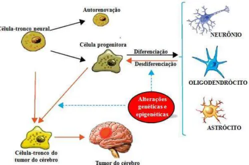 Figura  12  –  Representação  esquemática  da  possível  origem  celular  do  tumor  do  cérebro