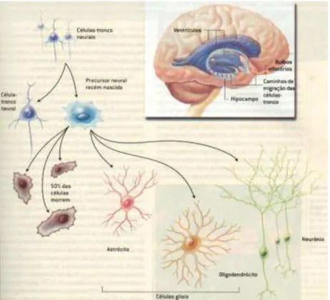 Figura 14  –  Hierarquia celular neuroglial. 