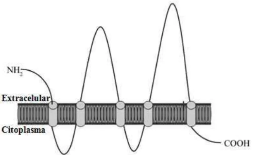 Figura 15  –   Representação da proteína CD133. 