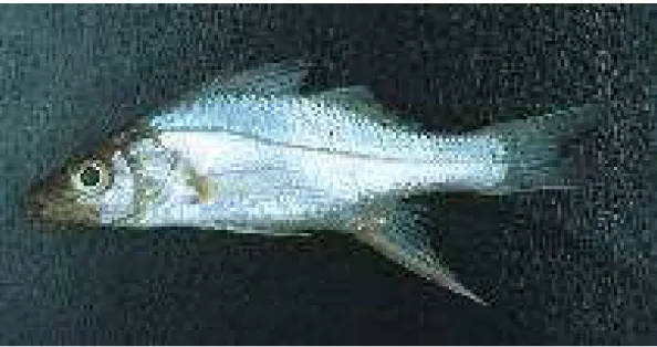 Figura 3 - Exemplar do robalo-peva, Centropomus parallelus. 