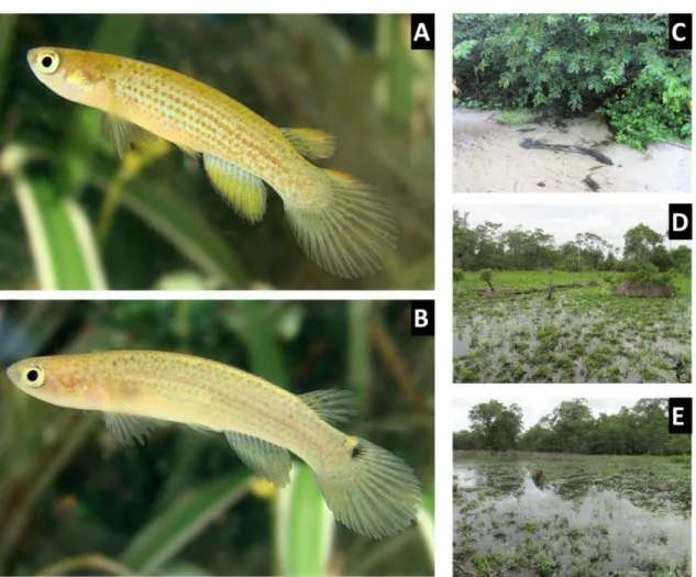 Figura 2 Anablepsoides cearensis. A = macho, B = fêmea, C, D, E = pontos de coletas. 