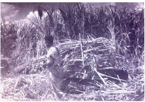 Foto 12 – Trabalhador no canavial do Tupinambá, carregando um carro de boi.  