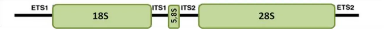 Figura  5.  Esquema  representativo  da  organização  do  cluster   de  genes  do  DNA  ribossômico  nuclear,  evidenciando  as  regiões  ITS  e  as  subunidades  18S,  5,8S  e  28S