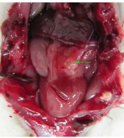 FIGURE 1  - Abdominal cavity of female Wistar rat after laparotomy showing  ovary (arrow) reimplanted in the omentum