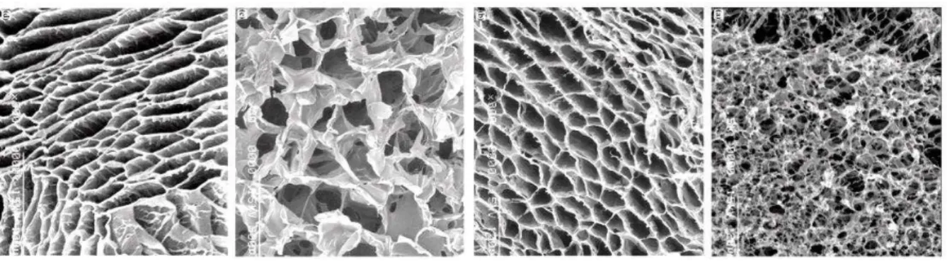 Figura 5 -  Micrografias de biomateriais em “scaffolds” como suporte para a fixação de células e formação de  tecidos.