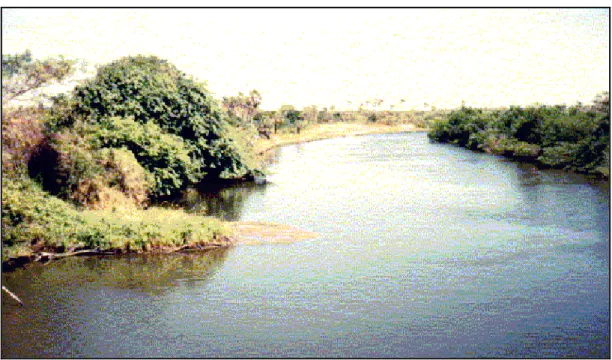 Foto 1  –  Detalhe da vegetação da mata ciliar às margens do rio Pacoti.  