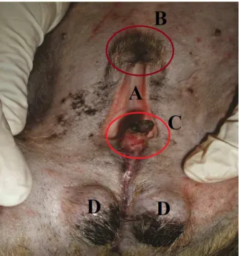 Figura 1. A- Fenda na região abdominal inferior. B-  Prepúcio na  região anterior. C- Pênis afuncional na região anterior