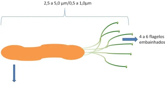 Figura 7. Representação estrutural externa de H. pylori. 