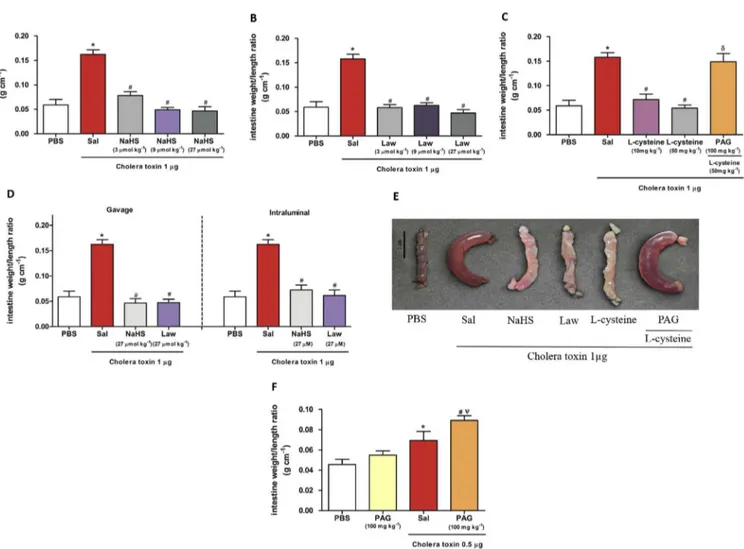 Fig. 1. Effect of hydrogen sulphide on intestinal ﬂuid accumulation in cholera toxin-treated intestinal closed loops
