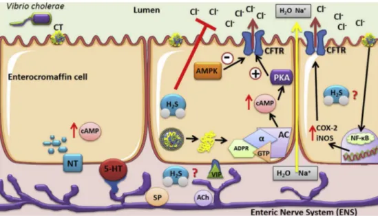 Fig. 6. Schematic diagram of the antisecretory effect of H 2 S. H 2 S reduces the CT-induced loss of Cl- and consequently the secretion of intestinal ﬂ uid (red arrows)