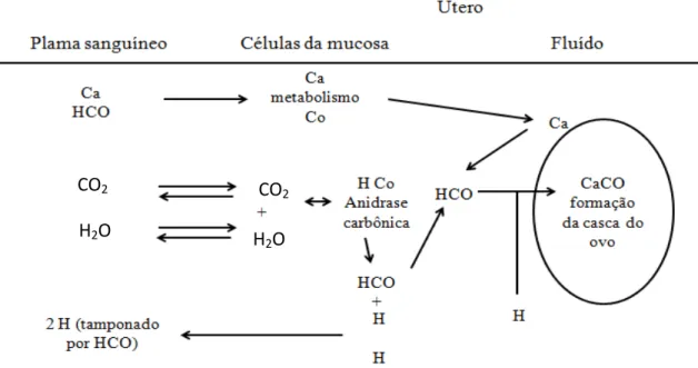 Figura  1-  Representação  das  reações  químicas  no  processo  de  formação  da  casca