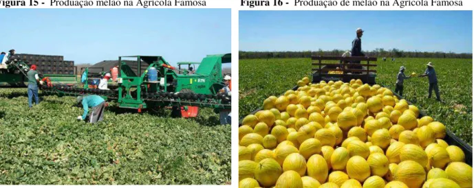 Figura 15 -  Produação melão na Agrícola Famosa             Figura 16 -  Produação de melão na Agrícola Famosa 