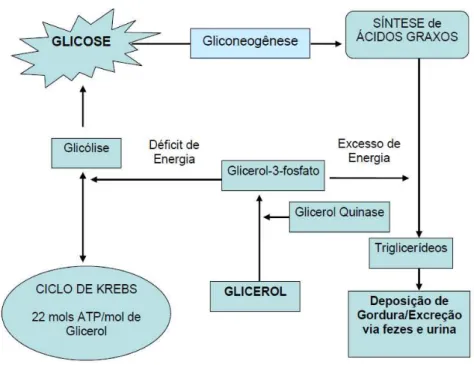 Figura 4. Metabolismo do Glicerol resumidamente (Fonte: Adaptado de BEST, 2006). 