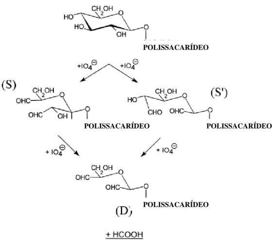 Figura 6. Esquema da reação seletiva de oxidação de uma unidade de glucose da cadeia  lateral [Maeda e col., 2001]