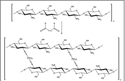 Figura 11. Reação de quitosana com glutaraldeído formando a base de Schiff entre as  cadeias da quitosana