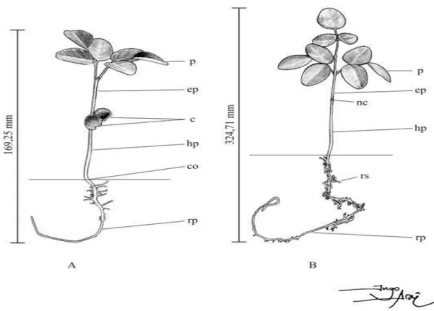 Figura 6 – Aspectos morfológicos da plântula de  D. cearensis  Ducke aos 13 dias após a semeadura (A)  e planta juvenil aos 31 dias, sem cotilédones (B)
