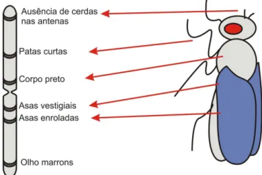 Figura 3.2: Distribuição de genes em um cromossomo (Amabis &amp; Martho, 1995). 