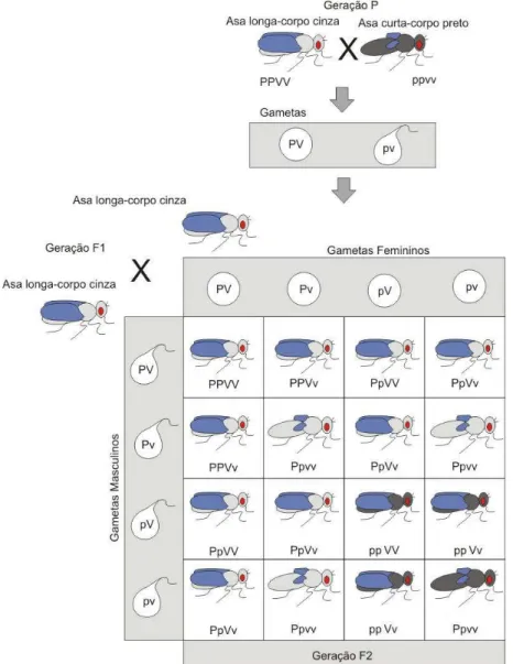 Figura 3.3: Cruzamento entre Drosophilas (Amabis &amp; Martho, 1995). 