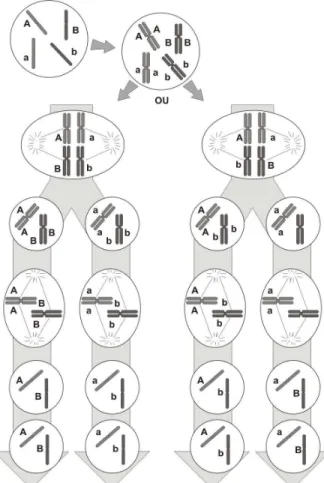 Figura 3.6: Ilustração de possíveis agrupamentos de cromossomos   possibilitados pela segregação independente (Amabis &amp; Martho, 1995).