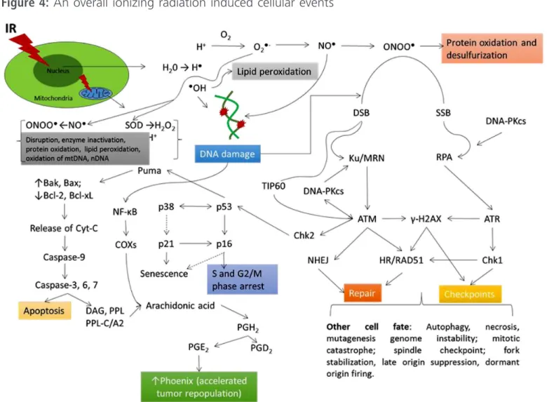 Figure 4: An overall ionizing radiation induced cellular events