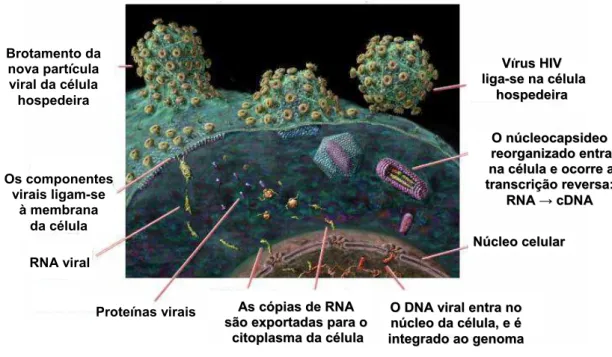 Figura 3. Ciclo de Vida do HIV na célula T CD4  