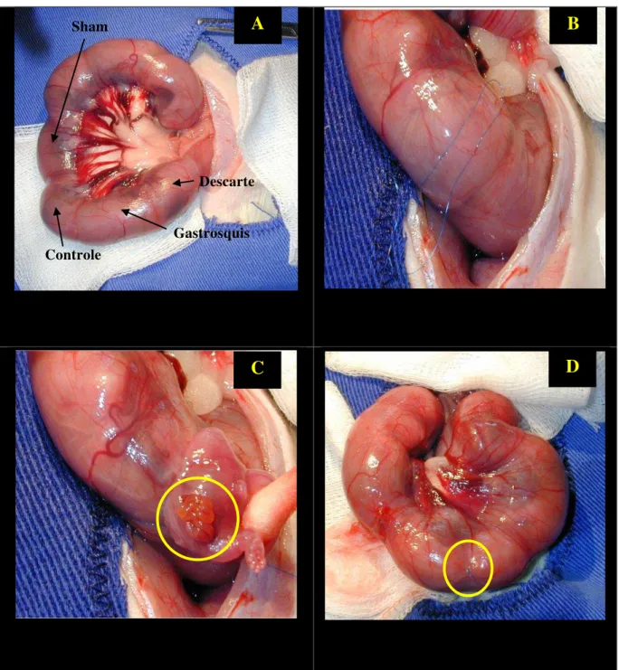 FIGURA  2  -  Modelo  experimental  de  gastrosquise:  (A)  exposição  do  corno  uterino  direito  e  sequência  da  classificação  fetal;  (B)  sutura  em  bolsa  com  fio  Prolene  6.0;         