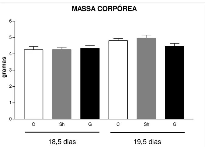 GRÁFICO 1  –  Gráfico comparando as medidas da massa corpórea dos fetos controle,  sham e gastrosquise em ratas operadas com 18,5 e 19,5 dias de gestação
