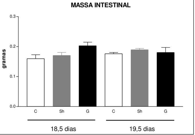 GRÁFICO 2  –  Gráfico comparando as medidas da massa intestinal dos fetos controle,  sham e gastrosquise em ratas operadas com 18,5 e 19,5 dias de gestação