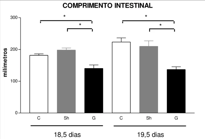 GRÁFICO  3  –   Gráfico  comparando  as  medidas  do  comprimento  intestinal  dos  fetos  controle, sham e gastrosquise em ratas operadas com 18,5 e 19,5 dias de gestação