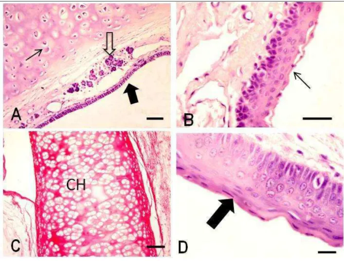 Figura  2.  Fotomicrografias  das  cartilagens  laríngeas  do  gambá  (Didelphis  sp.)