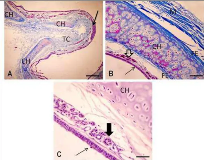 Fig. 4. Fotomicrografias da traqueia do gambá (Didelphis sp). A) cartilagem hialina (CH), tecido conjuntivo  (TC) e musculo liso (seta)